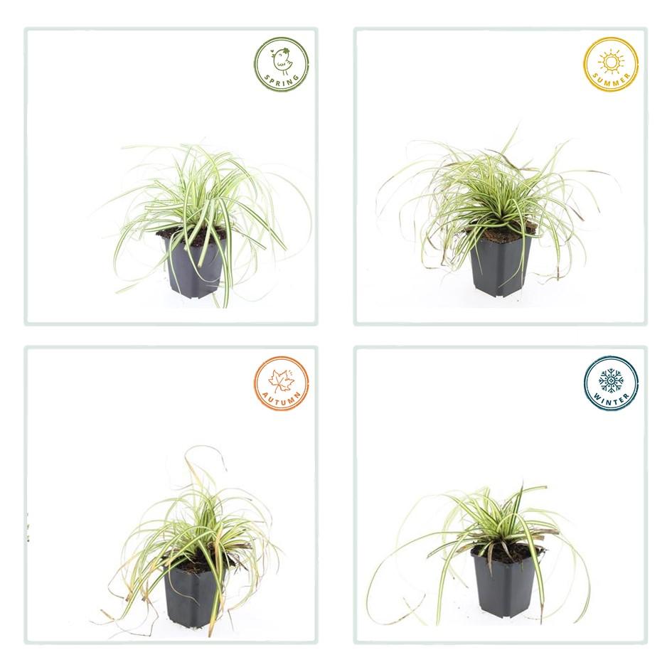 12x Carex oshim. 'Evergold'  - ↕10-25cm - Ø9cm