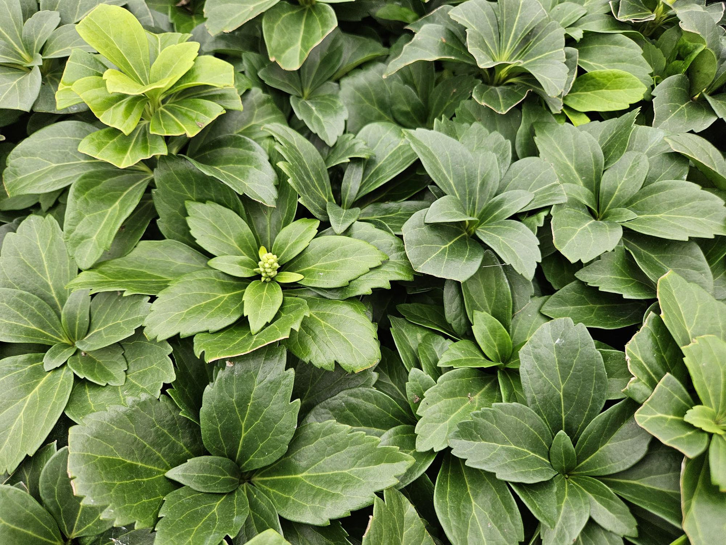 12x Pachysandra terminalis - ↕10-25cm - Ø9cm