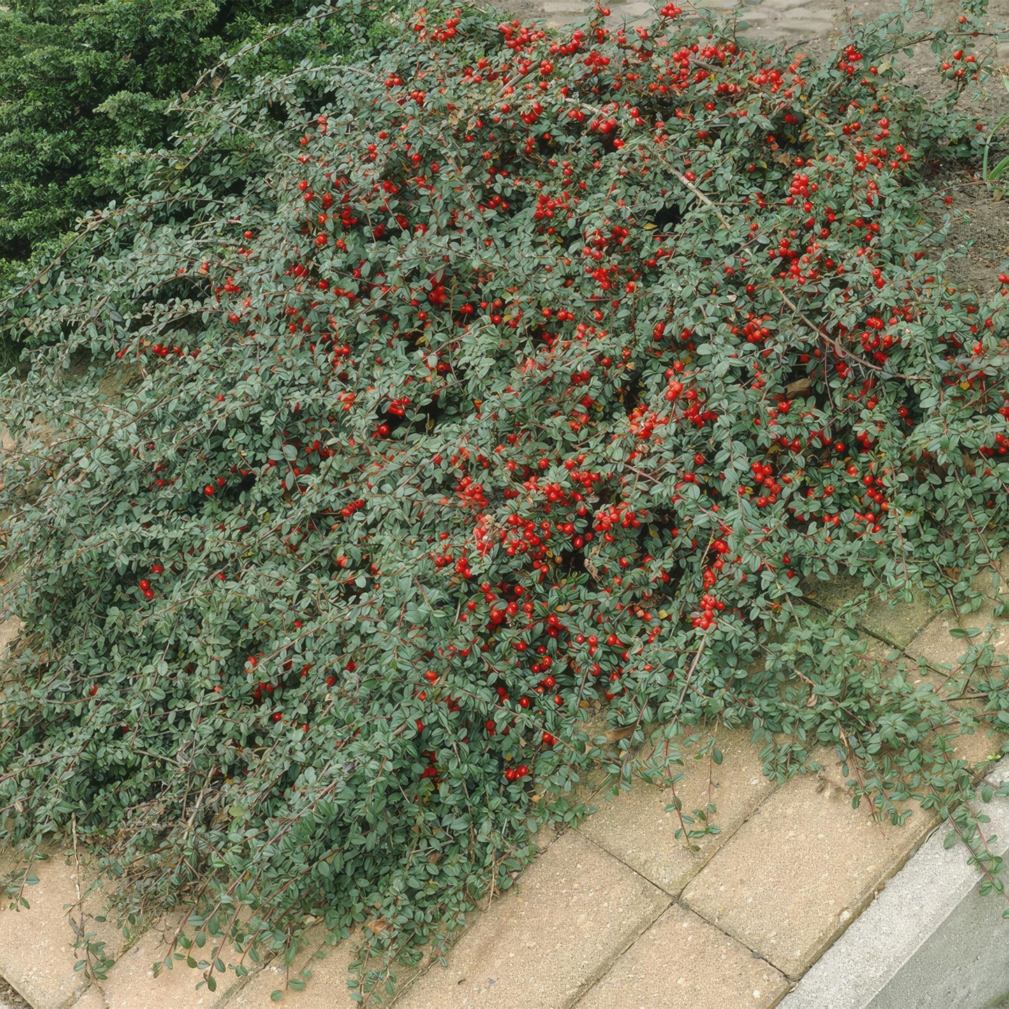 12x Cotoneaster dam. 'Major' - ↕25cm - Ø9cm