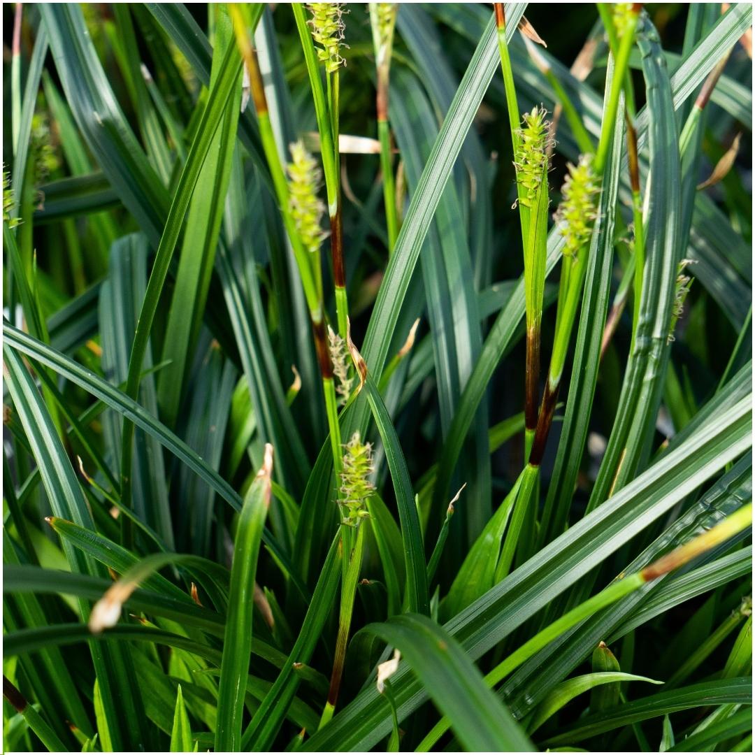 3 x Carex morrowi 'Irish Green' - Ø 14 cm - ↨ 25 cm