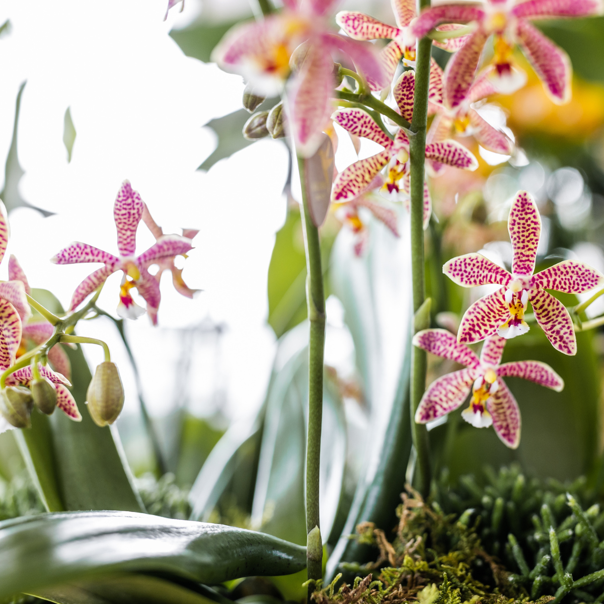 Oranje Phalaenopsis orchidee - Spider- potmaat Ø9cm