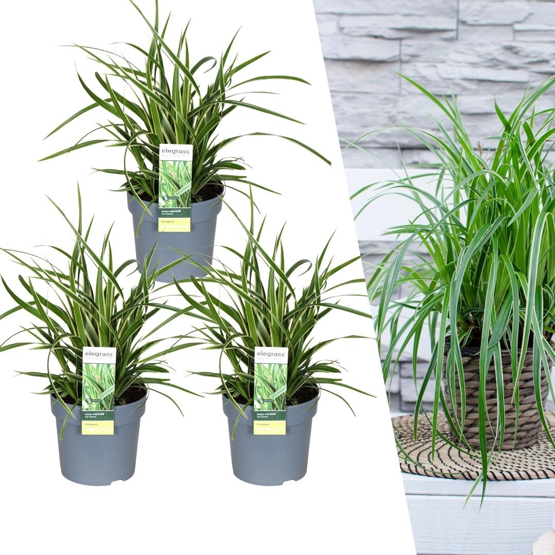 3 x Carex morrowi 'Ice Dance' - Ø 14 cm - ↨ 25 cm