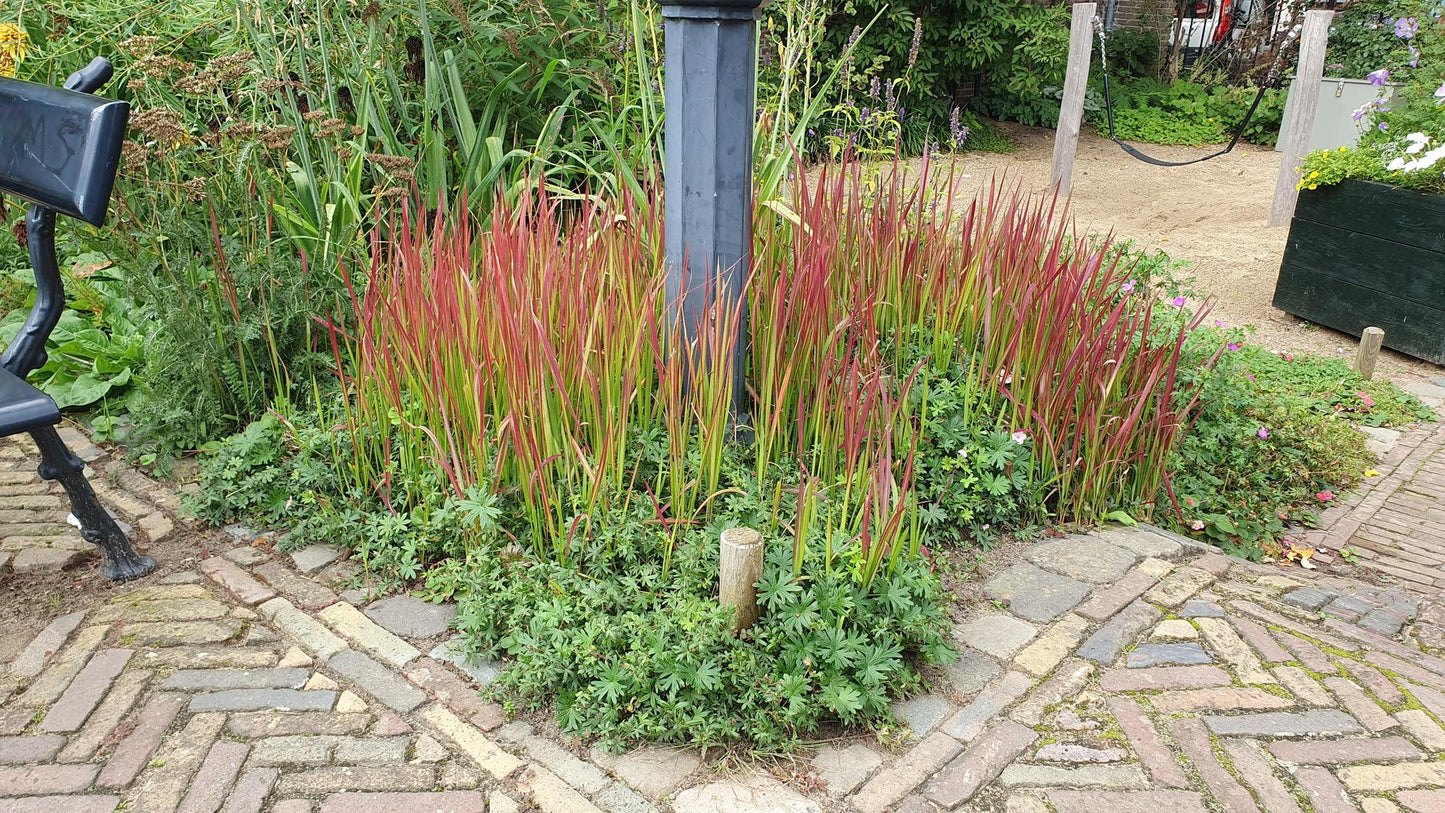 12x Imperata cylindrica 'Red Baron' - ↕10-25cm - Ø9cm