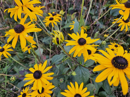 12x Rudbeckia fulgida 'Goldsturm' - ↕10-25cm - Ø9cm