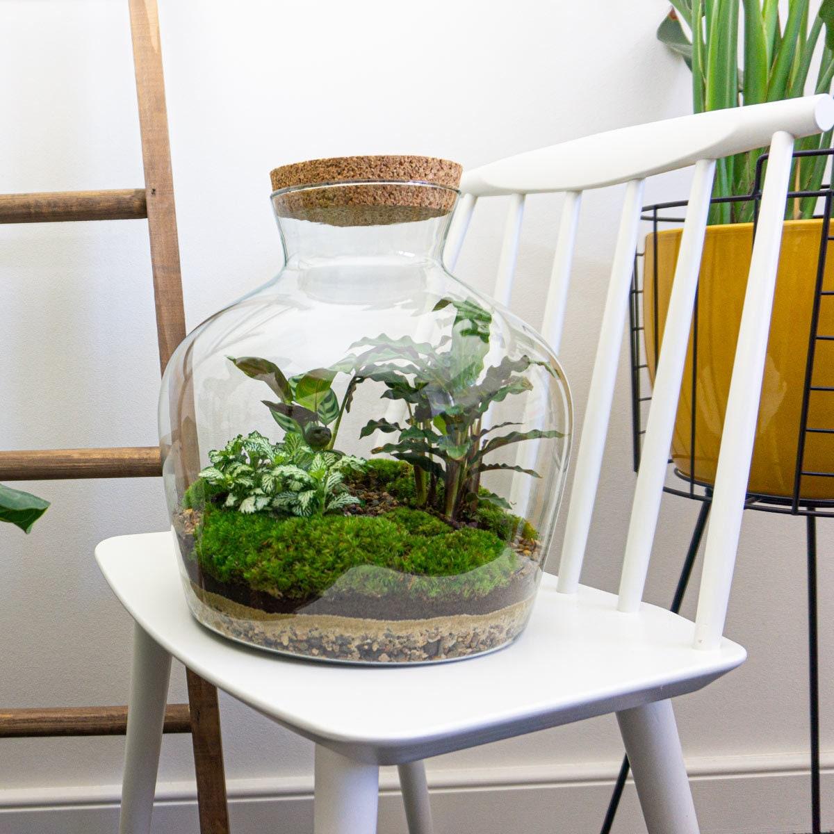 DIY terrarium -  Fat Joe - ↕ 30 cm - Normal