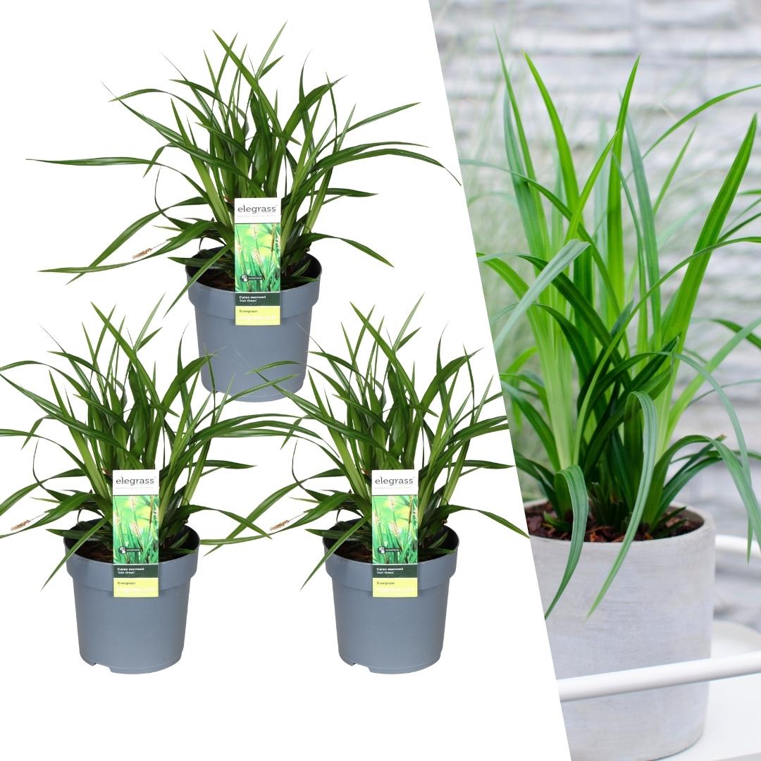 3 x Carex morrowi 'Irish Green' - Ø 14 cm - ↨ 25 cm