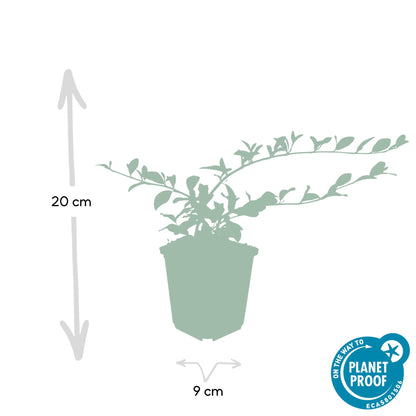 12x Cotoneaster dammeri - ↕10-25cm - Ø9cm