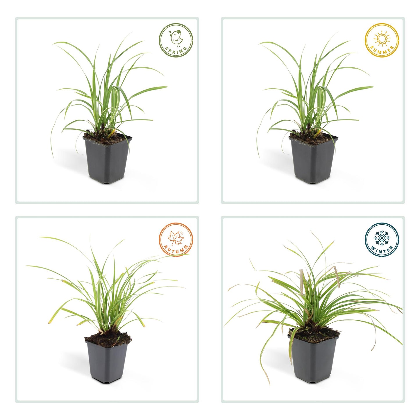 12x Carex morrowii 'Ice Dance' - ↕10-25cm - Ø9cm