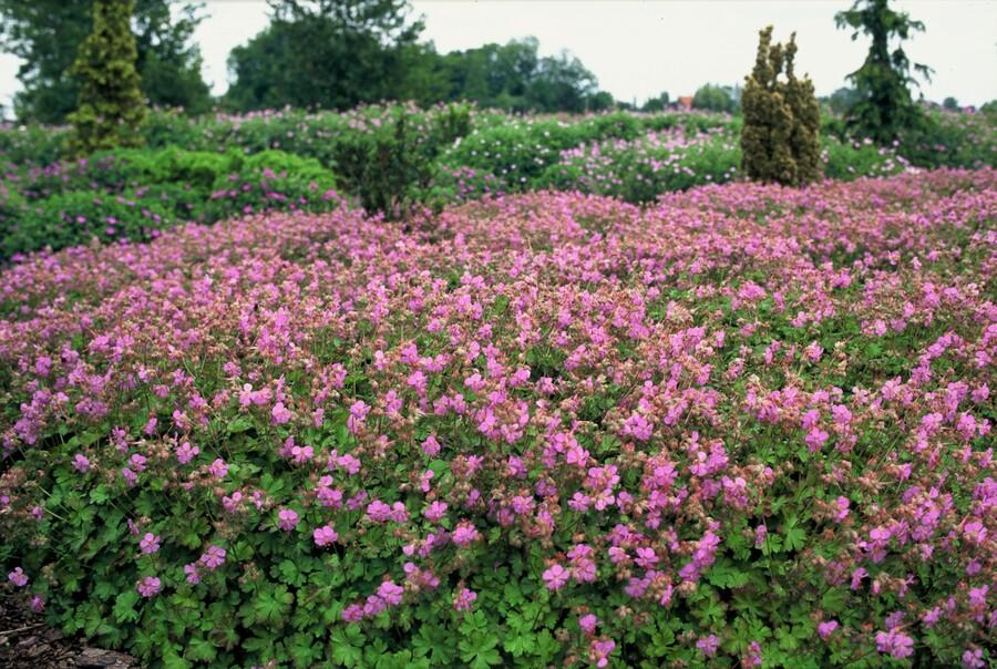 12x Geranium cant. 'Cambridge' - ↕10-25cm - Ø9cm