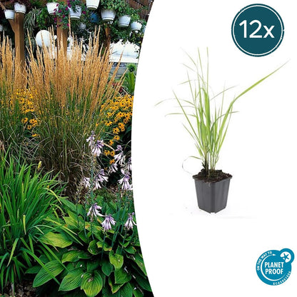 12x Calamagrostis acut. 'Karl Foerster'  - ↕10-25cm - Ø9cm