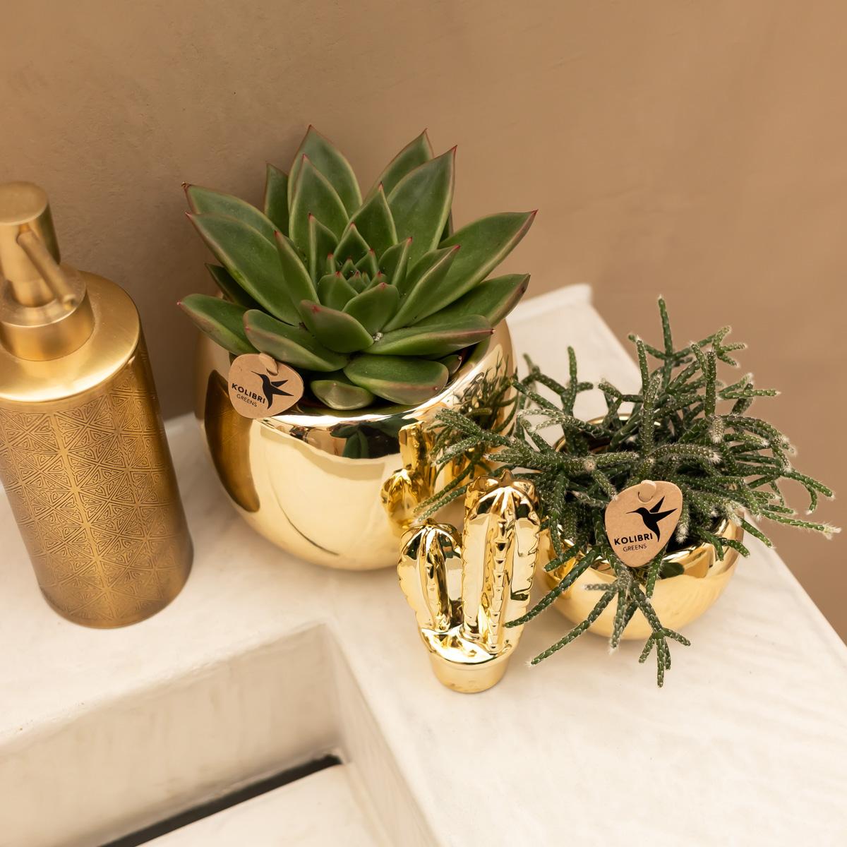 Kolibri Home | Ornament - Decoratie beeld Cactus - Gold