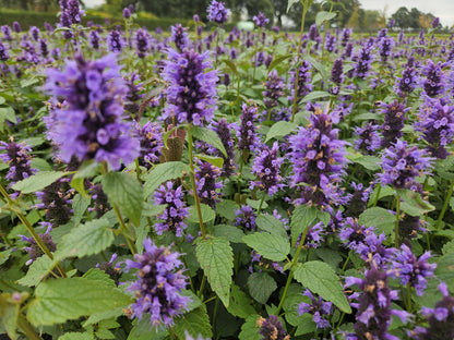 12x Agastache 'Blue Fortune' - ↕10-25cm - Ø9cm