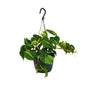 Philodendron Scandens Brasil - Ø15cm - ↕35cm