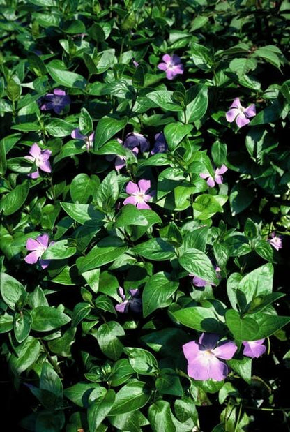 12x Vinca major - ↕10-25cm - Ø9cm