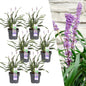 6 x Liriope muscari 'Ingwersen' - Ø 14 cm - ↨ 25 cm