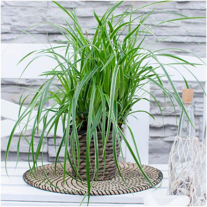 3 x Carex morrowi 'Ice Dance' - Ø 14 cm - ↨ 25 cm