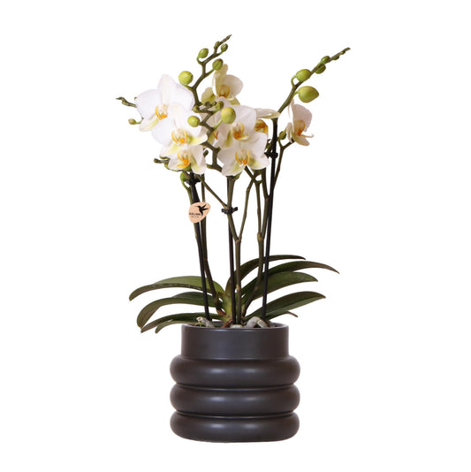 Witte phalaenopsis orchidee - Lausanne + Bubble pot black- potmaat Ø9cm