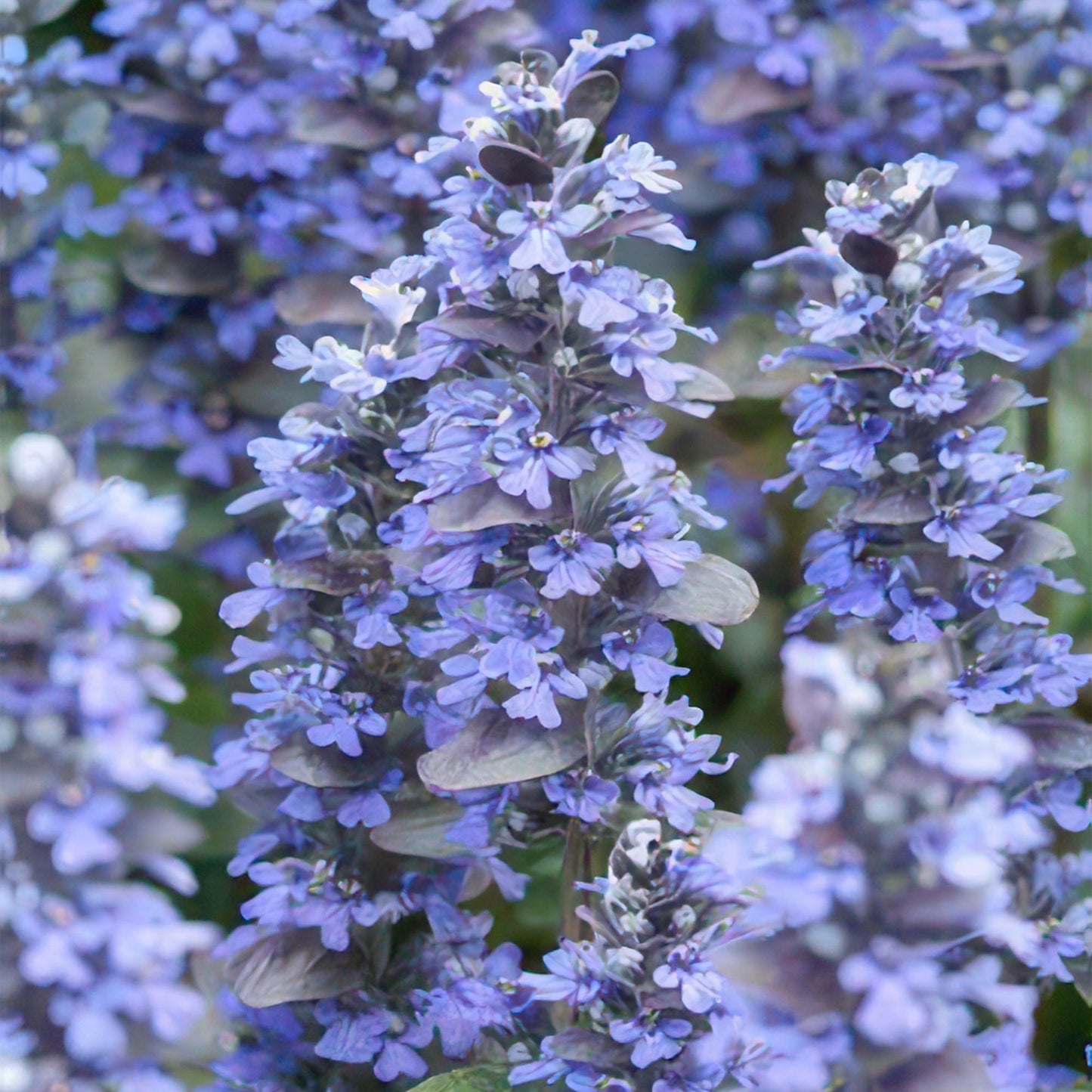 12x Ajuga reptans - ↕10-25cm - Ø9cm