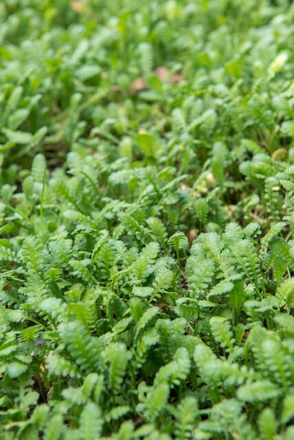 12x Leptinella squalida - ↕10-25cm - Ø9cm