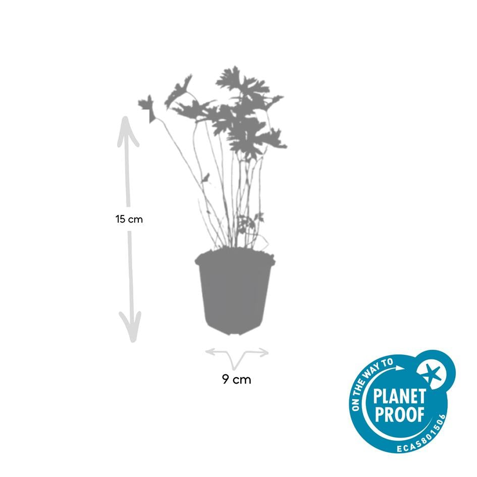 12x Geranium 'Johnson's Blue' - ↕10-25cm - Ø9cm