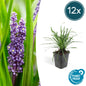 12x Liriope muscari 'Big Blue' - ↕10-25cm - Ø9cm