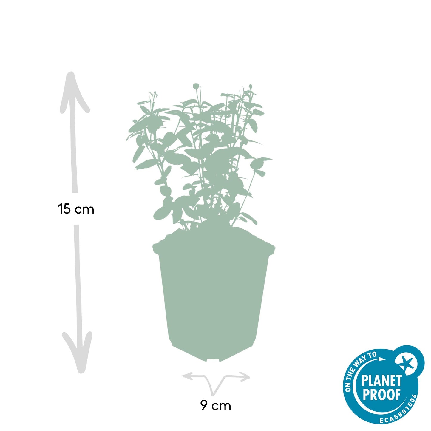 12x Euonymus fortunei radicans - ↕10-25cm - Ø9cm